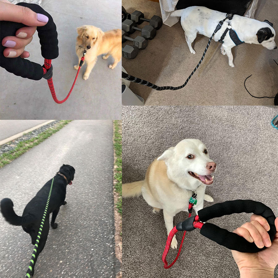 Luminous Dog Leash for Small & Medium Pets